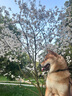 聚創(chuàng)麒寵物狗狗項圈可調(diào)節(jié)小中大型犬泰迪金毛項圈泡棉狗頸圈狗脖套不傷 黑色 M號[約12-25斤][脖圍33-41cm] 曬單實拍圖