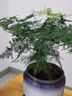 開(kāi)時(shí)果 大文竹盆栽老樁精品植物 大棵文竹室內大型綠植盆景源頭直發(fā)包郵 5年大文竹+磚紅加侖盆/約40-50cm 曬單實(shí)拍圖