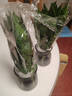 恰意觀(guān)音竹富貴竹水培植物帶根花卉綠植綠蘿室內盆栽轉運竹帶花瓶好養 【2盆】粗觀(guān)音竹3棵（菱格布袋灰色塑料瓶）+2液 曬單實(shí)拍圖