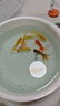 精品金魚(yú)觀(guān)賞魚(yú)自來(lái)水養不死鴻運當頭好養耐活魚(yú)冷水招財魚(yú)風(fēng)水魚(yú) 精品金魚(yú)組合顏色隨機 4-7厘米3條 曬單實(shí)拍圖