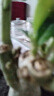 【夏季新品】稀有多頭沙漠玫瑰重瓣老樁濃香多肉綠植四季室內外 多色花    根直徑（2-4公分） 帶黑色育苗盆發(fā)貨 曬單實(shí)拍圖