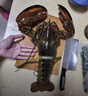 漁傳播 鮮活波士頓龍蝦 1.4-1.5kg/只  生鮮海鮮蝦類(lèi) 聚餐 源頭直發(fā) 曬單實(shí)拍圖