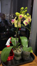 嘆為觀(guān)止蝴蝶蘭 蘭花 洋蘭 年宵花 綠植花卉小盆栽 黃鸝兩顆 帶花苞 不含盆 曬單實(shí)拍圖