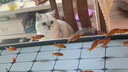 森森（SUNSUN）大型魚(yú)缸底過(guò)濾水族箱客廳家用落地玻璃生態(tài)金魚(yú)缸 超白款升級底濾 0.8米長(cháng)35cm寬（黑白可選） 曬單實(shí)拍圖