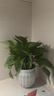 【綠蘿盆栽】吸甲醛凈化空氣水培綠植物懶人花卉好養(yǎng)搬家禮物全 【爆款2盆】綠蘿+白色南瓜盆自吸水 整體含盆高度20-25cm 曬單實拍圖
