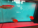 漢霸大型龍魚缸超白玻璃生態(tài)底濾魚缸家用辦公室智能魚缸水族箱 復(fù)古美式 標(biāo)準(zhǔn)款1.2米長x40cm寬x155cm高(靠墻) 曬單實(shí)拍圖