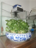 大葉銅錢(qián)草水培植物室內好養魚(yú)缸水草專(zhuān)用水養金錢(qián)草花卉綠植盆栽 銅錢(qián)草2盆 不帶盆+送營(yíng)養液 曬單實(shí)拍圖