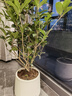 愛(ài)優(yōu)尚桂花樹(shù)苗四季桂盆栽可食用開(kāi)花香室內外陽(yáng)臺客廳源頭直發(fā) 曬單實(shí)拍圖