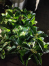 萬(wàn)田沃四季桂花樹(shù)苗盆栽嫁接矮化老樁盆景大植物開(kāi)花濃香室內外陽(yáng)臺庭院 原生金桂2公分粗度1.2米高度 其他 曬單實(shí)拍圖