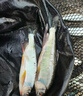 YGK PE JPX24編超強拉力pe線(xiàn)路亞線(xiàn)錨魚(yú)打黑雷強海釣筏釣順滑遠投500米主線(xiàn) 24編【新編織工藝】300米 1【相比普通pe線(xiàn)拉力提升10%】 曬單實(shí)拍圖