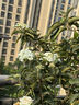四季耐寒喬木繡球花 中華木繡球大花斗球 陽(yáng)臺綠植盆栽庭院地栽 中華木繡球3公分叢生 曬單實(shí)拍圖