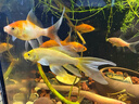 臺灣純種普身蝴蝶鯉觀(guān)賞魚(yú)冷水魚(yú)大鰭大尾冷水魚(yú)好養耐活包郵包活 貴妃黑白黃紅5-8公分各1條 曬單實(shí)拍圖