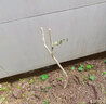 【2株裝 開(kāi)花多】長(zhǎng)穗豐花紫藤花苗爬藤植物藤蔓紫藤花樹(shù)苗蘿老樁盆栽四季開(kāi)花庭院 多花玉藤5年苗(2株裝) 不含盆 曬單實(shí)拍圖