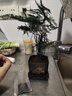 佰花錦文竹桌面盆栽新中式綠植辦公室客廳盆景茶臺臥室好養綠植花卉植物 【送方底座】文竹+pvc舍得盆+黑沙石鋪面 20-30cm 曬單實(shí)拍圖