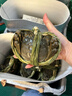 京鮮生 攀枝花凱特芒果 凈重9斤 單果400g+ 生鮮水果 源頭直發(fā) 曬單實(shí)拍圖