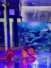 血红鹦鹉鱼活体发财鱼财神鱼大型热带观赏鱼淡水好养 6-8cm红鹦鹉1条 实拍图