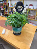 八方來(lái)財小盆栽鴨腳木四季常青桌面花卉景發(fā)財樹(shù)客廳甲醛室內招財 鴨腳木20-25cm【原土育苗盆】 曬單實(shí)拍圖