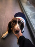 迪普爾 狗狗衣服狗衣服貓衣服寵物冬天中型犬大型犬狗狗毛衣大狗冬季* 條紋藏青-24寸（適合35-50斤） * 曬單實(shí)拍圖