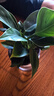 花翁金鉆盆栽室內植物耐陰花卉綠植源頭直發(fā) 3棵高20cm+早安盆 2盆 曬單實(shí)拍圖