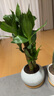綠蔭巷子富貴竹植物迷你盆栽室內辦公室好養文昌竹綠植四季常青步步高花卉 【白冰紋盆+竹托】3支富貴竹 曬單實(shí)拍圖