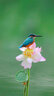 松下100-400mm二代 F4-6.3 微單相機遠攝長焦變焦鏡頭 M43卡口 新版松徠鏡頭 H-RSA100400K 72mm 曬單實拍圖