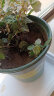 德沃多肥料 环球加仑盆树脂塑料花盆阳台种花种菜多肉绿萝园艺月季圆形花盆 实拍图