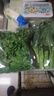 【24小時(shí)菜】青浦草頭 250g 曬單實(shí)拍圖