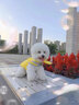 智宙寵物狗狗救生衣游泳衣服夏季柴犬泰迪中小型犬玩水泳衣中型大型犬 全新升級新款-大眼萌 M（建議體重10-20斤） 曬單實拍圖