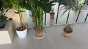 植季天堂鳥(niǎo)盆栽客廳綠植辦公室內大型植物新房家用吸甲醛花卉凈化空氣 6-7株-1.6-1.7米-原生膠盆 含盆 曬單實(shí)拍圖