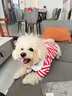 小凍狗狗夏季衣服薄款透氣短袖休閑可愛(ài)風(fēng)小型犬衣服寵物防掉毛春夏裝 德羅紅條紋 L （建議8-11斤） 曬單實(shí)拍圖