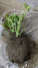 大花天竺葵花苗重瓣花卉庭院陽(yáng)臺(tái)四季盆栽花期帶花苞發(fā)貨 #21號(hào)色 天竺葵苗1顆 曬單實(shí)拍圖