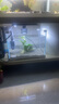 語澗古黃金錦鯉 觀賞魚金魚活體耐活好養(yǎng)錦鯉淡水冷水魚白寫別甲 古黃金10-13cm1條 曬單實拍圖