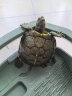 易萌 乌龟缸 乌龟生态缸 带晒台 养龟专用缸 巴西龟专用缸乌龟养殖箱  实拍图