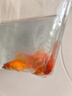 紅獅金魚(yú)國師魚(yú)冷水魚(yú)金魚(yú)活魚(yú)淡水錦鯉活體好養耐活不加溫觀(guān)賞魚(yú) 四季發(fā)財_3-5cm隨機搭配金魚(yú)4條 曬單實(shí)拍圖