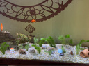 YEE水草活體懶人草魚(yú)缸造景活體水草套餐魚(yú)缸水草有莖類(lèi)中后景真水草 南極杉（一杯）+沉底環(huán) 曬單實(shí)拍圖