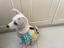 MIKI PAD狗狗衣服小型犬透氣春秋款薄款T恤泰迪比熊雪納瑞貓衣服可牽引 撞色T恤【帶牽引環(huán)】 L胸圍47cm（參考體重8-11斤） 曬單實(shí)拍圖