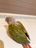 小太陽(yáng)鸚鵡純手養雛鳥(niǎo)斷奶黃邊鳳梨肉桂綠頰鸚鵡會(huì )說(shuō)話(huà)親人寵物鳥(niǎo) 鳳梨雛鳥(niǎo)（帶卡）包活到家 曬單實(shí)拍圖