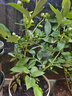 稔秋新品種L25藍莓苗當年結果藍莓樹(shù)陽(yáng)臺盆栽地栽南北方種植原土發(fā)貨 夏普蘭【南方適宜】 4年苗【當年結果】 曬單實(shí)拍圖