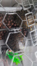 芊姹烏龜活物巴西龜情侶黃金龜寵物觀(guān)賞適合家養的金錢(qián)活體小烏龜 12-13CM【安全過(guò)冬】 孤單一只 曬單實(shí)拍圖