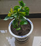 多色重瓣三角梅盆栽花苗耐寒老樁爬藤植物陽(yáng)臺(tái)庭院室內(nèi)外好養(yǎng)花卉植物當(dāng)年開(kāi)花三角梅樹(shù)苗 精品多色 四年苗 曬單實(shí)拍圖