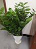 臨雅金錢(qián)樹(shù)盆栽室內大型綠植物錢(qián)串子擺件花卉0.9-1m金邊盆源頭直發(fā) 曬單實(shí)拍圖