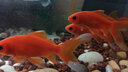 漢洋HANYANG魚缸造景溪流石底砂水草缸烏龜缸鋪底石頭沙子觀賞魚水族養(yǎng)魚用品 紅火山巖500克(1-2CM顆粒) 曬單實拍圖