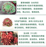 綠蔭巷子多肉植物組合套餐肉肉室內植物辦公室電腦桌面盆栽好養活小盆栽 【紅寶石】精養大顆 含瓷盆+托 曬單實(shí)拍圖