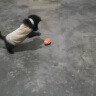 宜特（EETOYS）小号乳胶橄榄球狗狗玩具趣味发声洁齿球乳胶球宠物狗玩具 实拍图