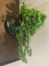 竹暄仿真迎客松盆景綠植盆栽客廳電視柜玄關(guān)辦公室家居裝飾新中式擺件 景秀江山-崖柏(大號） 曬單實(shí)拍圖
