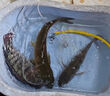 釣魚(yú)王羅非袖子線(xiàn)雙鉤碳線(xiàn)長(cháng)柄成品20付無(wú)刺魚(yú)鉤綁好防纏繞線(xiàn)組 曬單實(shí)拍圖