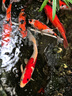 高夠力（HIKARI）日本進(jìn)口櫻花錦鯉魚(yú)飼料蝴蝶鯉魚(yú)食金魚(yú)蘭壽高蛋白魚(yú)糧 2kg色揚 M中粒5mm（上浮料） 曬單實(shí)拍圖