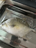 環(huán)球水產(chǎn) 南海金鯧魚(yú)凈重2斤/2條 生鮮魚(yú)類(lèi) 深海魚(yú) 海鮮 火鍋燒烤家庭聚餐 曬單實(shí)拍圖