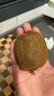 千園九味【順豐到家】四川新鮮龍葵果黑天天黑悠悠果黑星星果特色水果兒時 優(yōu)選凈重500g品鮮裝 曬單實拍圖
