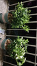 茉莉花盆栽 · 濃香型花卉 陽臺(tái)室內(nèi)綠植盆栽 辦公室花卉綠植 茉莉花6棵【帶花苞】+加侖盆 濃香型 曬單實(shí)拍圖